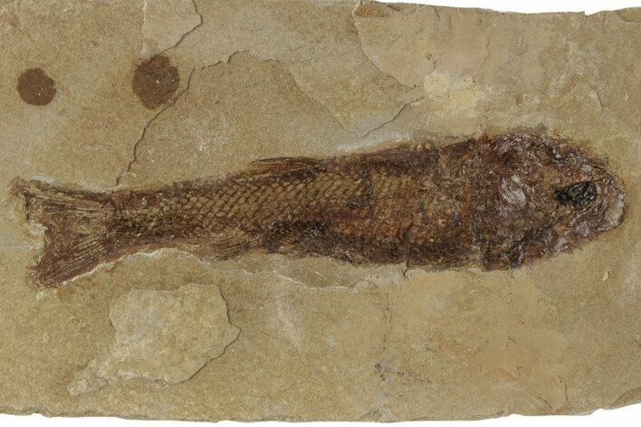 Jurassic Fossil Fish (Hulettia) - Wyoming #189076